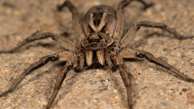 Man Claims His Big Toe Was Infested With Spider Eggs, but Experts Are Skeptical