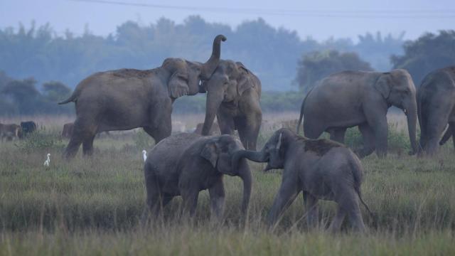 Malaysian Elephant Herd Tramples Car After Driver Hits Baby Elephant