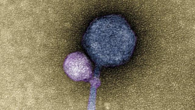 Scientists Discover Vampiric Viruses That ‘Bite’ Other Viruses for Survival