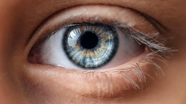 World’s First Whole-Eye Transplant Is a Success