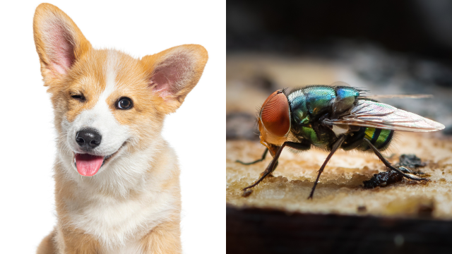 Feeding Your Pets Bugs Could Actually Be Good for The Planet