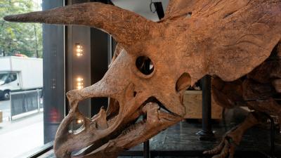 Sexing Dinos: Paleontologists Seek Fossilized Hormones