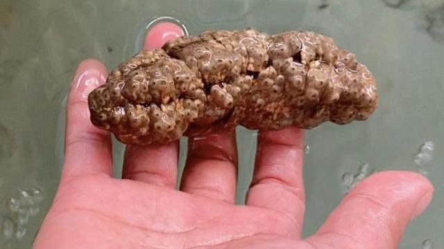 This Sea Creature Could Fight Cancer, Looks Like a Turd