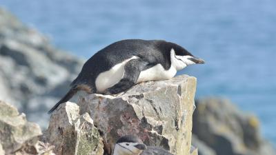 These Penguins Nap Thousands of Times Per Day