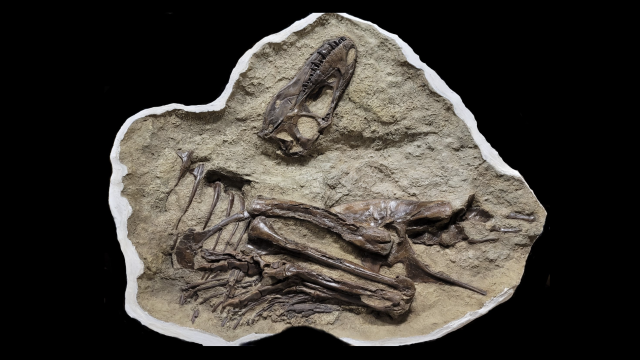 Tyrannosaur Ate Baby Dino Drumsticks Before It Died, Stunning Fossil Reveals