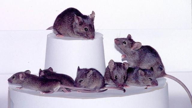 Mice Pass the ‘Mirror Test,’ Suggesting They Recognise Themselves