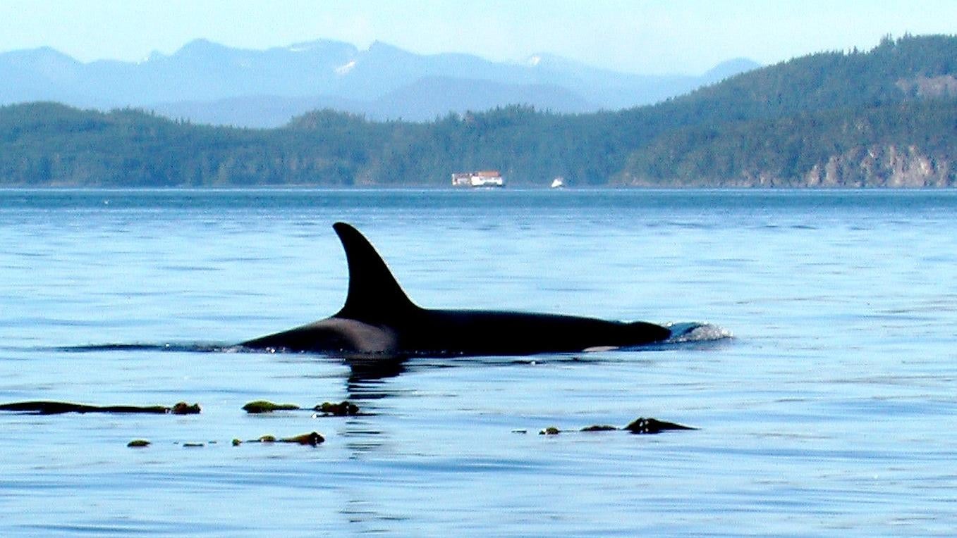 Orcas Attacked a Great White Shark and Ate Its Insides. Again.