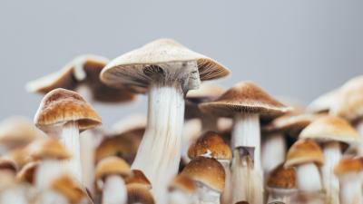 ‘Designer Shrooms’ Could Be Coming as Scientists Unlock Genetics of Magic Mushrooms