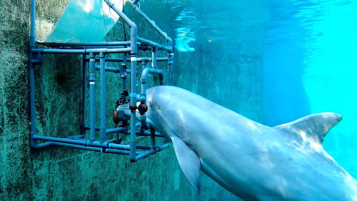 Bottlenose Dolphins Somehow Even Cooler Than We Knew, Can Sense Electricity