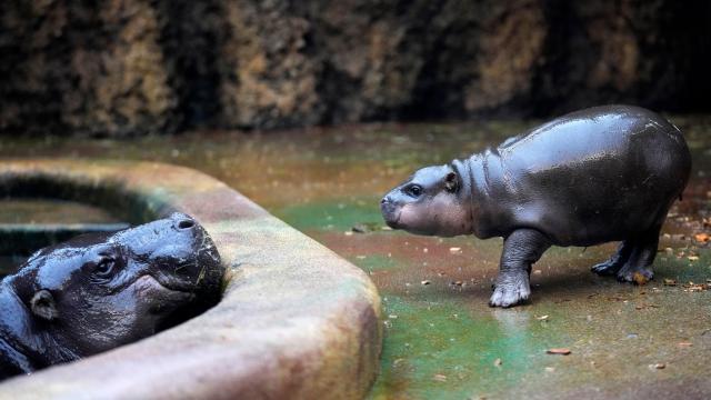 Rare Baby Pygmy Hippo Stars in Zoo Photoshoot