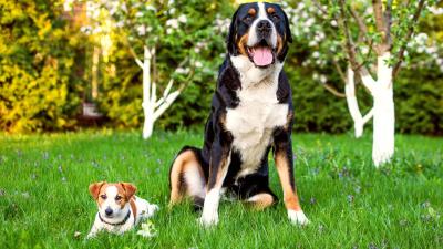 Small Dogs Vs Big Dogs: Which Are More Unhealthy?