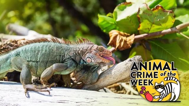 Here’s Why You Shouldn’t Mess With a Wild Iguana That Wants Your Cake