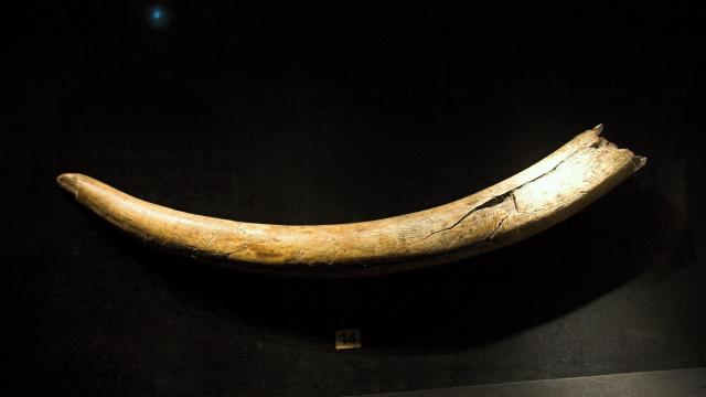 14,000-Year-Old Tusk Shows Mammoth’s Path to an Ice Age Campsite