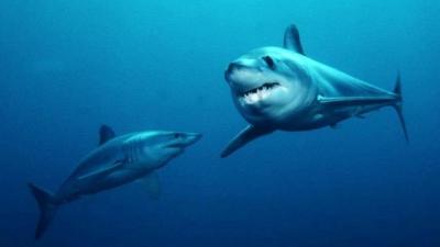 The Massive, Ancient Megalodon Shark Was… Skinny?