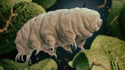 Near-Invincible Tardigrades Have a Secret Chemical Weapon