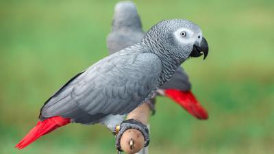 Zoo Hopes Plan to Introduce Famous Cursing Parrots to Larger Flock Doesn’t Backfire