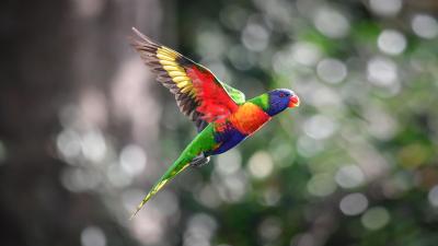 Rainbow-Colored Bird Escapes Zoo in Most Obvious Way Possible