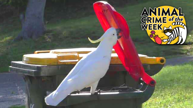 You Can’t Help but Admire the Trash-Stealing Sulphur-Crested Cockatoos