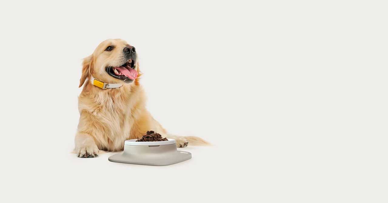 A dog with an AI dog bowl