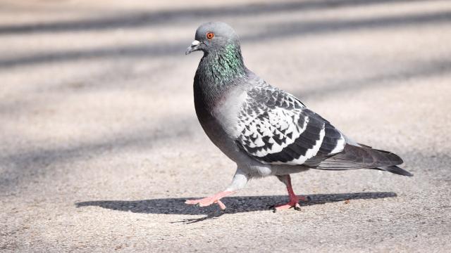 Pigeon Suspected of Being Chinese Spy Released After 8 Months in Captivity