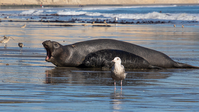 Male Elephant Seal Saves Drowning Pup in Rare Act of Intraspecies Heroism