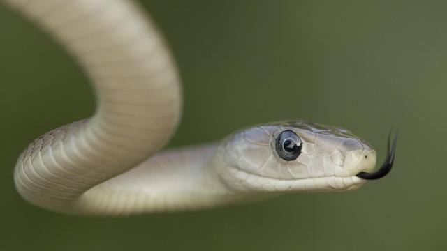 Universal Antivenom for Snake Bites Might Soon Be a Reality