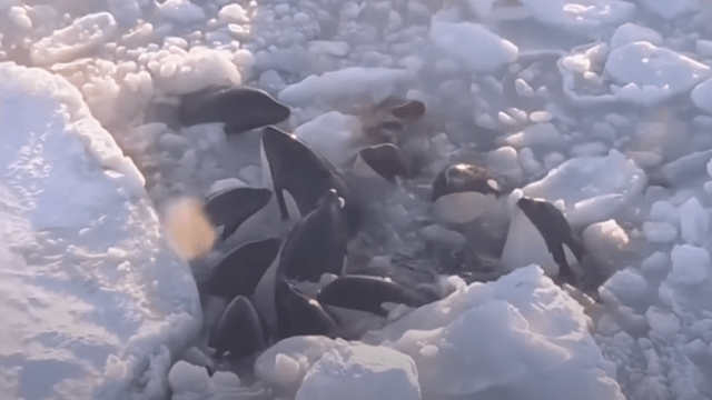 Group of Killer Whales Desperately Trapped in Ice Has Apparently Escaped