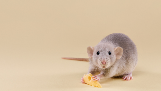 Yikes: ‘Rat Dck’ Among Gibberish AI Images Published in Science Journal