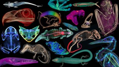 These Rare, Weird, and Oddly Beautiful Animal Skeletons Have Been Hidden for Too Long