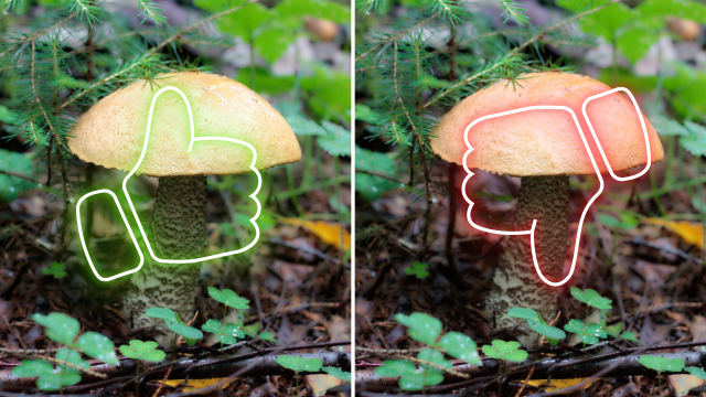 Relying on AI to Identify Mushrooms Can Produce Deadly Results