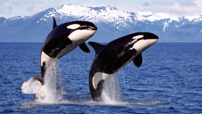 Orcas Don’t Need Buddies to Kill and Eat Great White Sharks