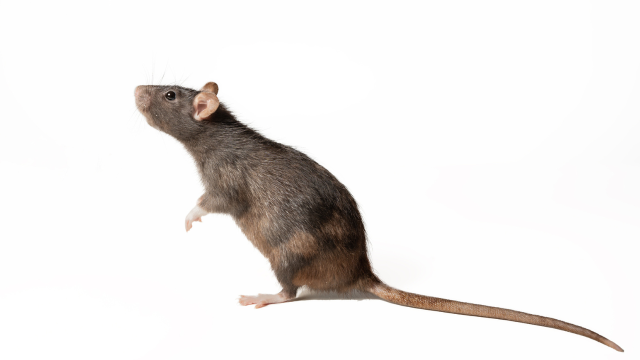 Science Journal That Published ‘Rat Dck’ AI Gibberish Speaks Out
