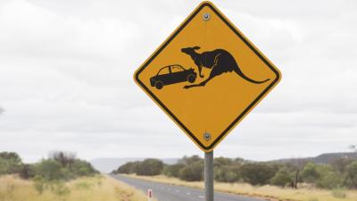 Kangaroos Are Just Too Erratic for Car Safety Systems to Detect