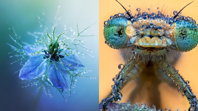 Winning Close-Up Photos Show Life in Sync With Water