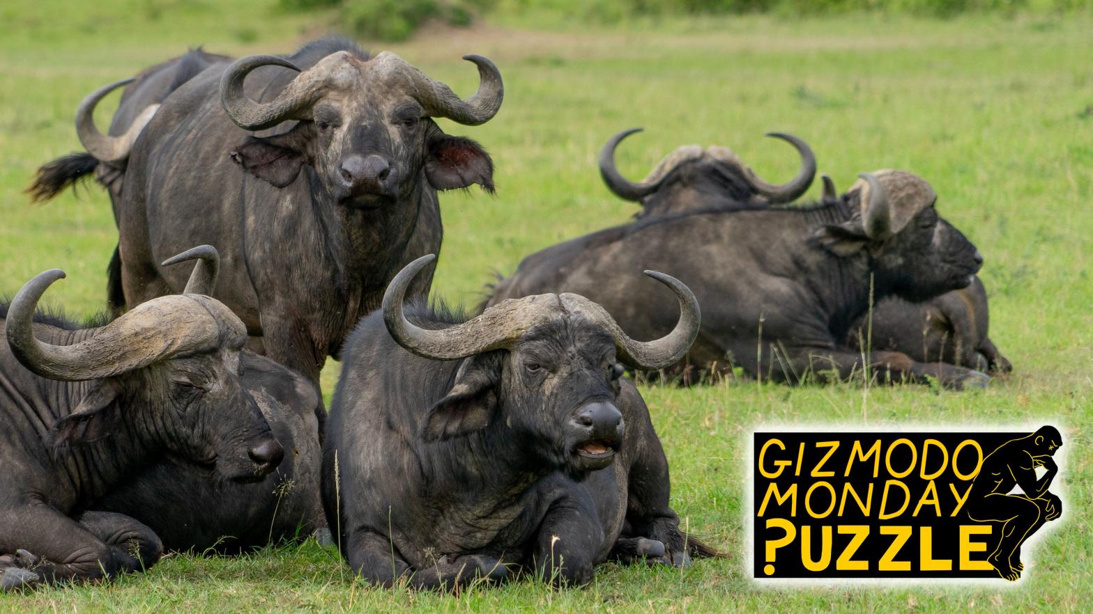 Gizmodo Puzzle: Buffalo buffalo Buffalo buffalo buffalo buffalo Buffalo buffalo