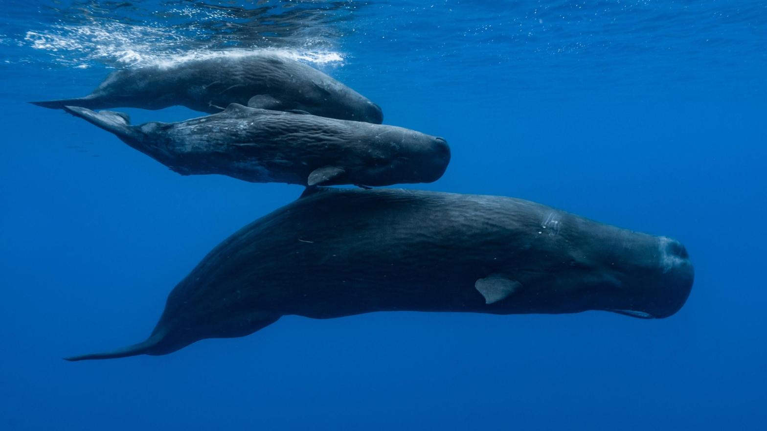 Sperm Whale Communication Is Remarkably Similar to Human Language, Research Suggests