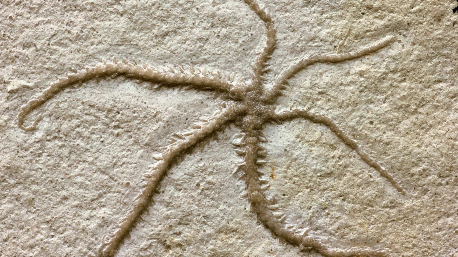 150-Million-Year-Old Brittle Star Fossilized in the Middle of Cloning Itself