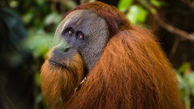 Wild Orangutan Observed Using First Aid on a Wound in a Scientific First