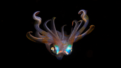 Researchers Capture Wild Video of Rare Bioluminescent Deep-Sea Squid