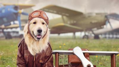 Bark, the New Airline Service for Dogs, Takes Off