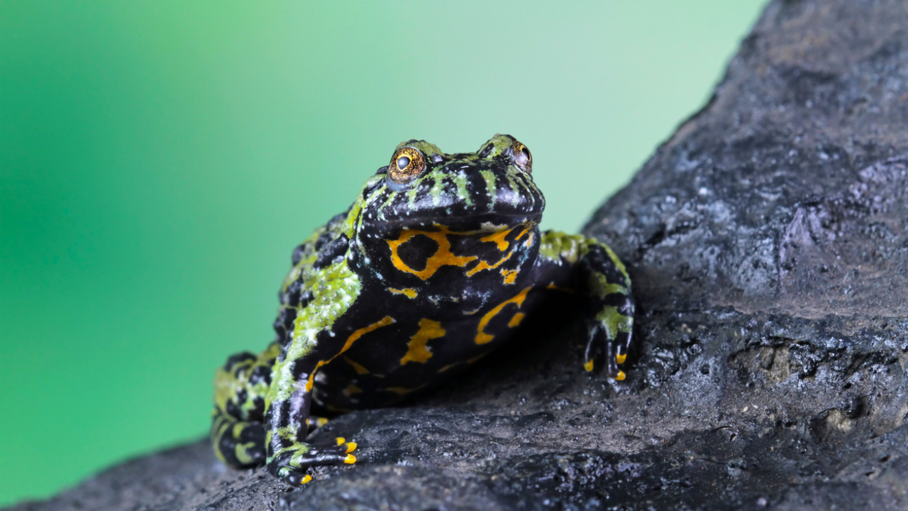 Psychedelic Toad Venom Shows Promise for New Depression Treatment