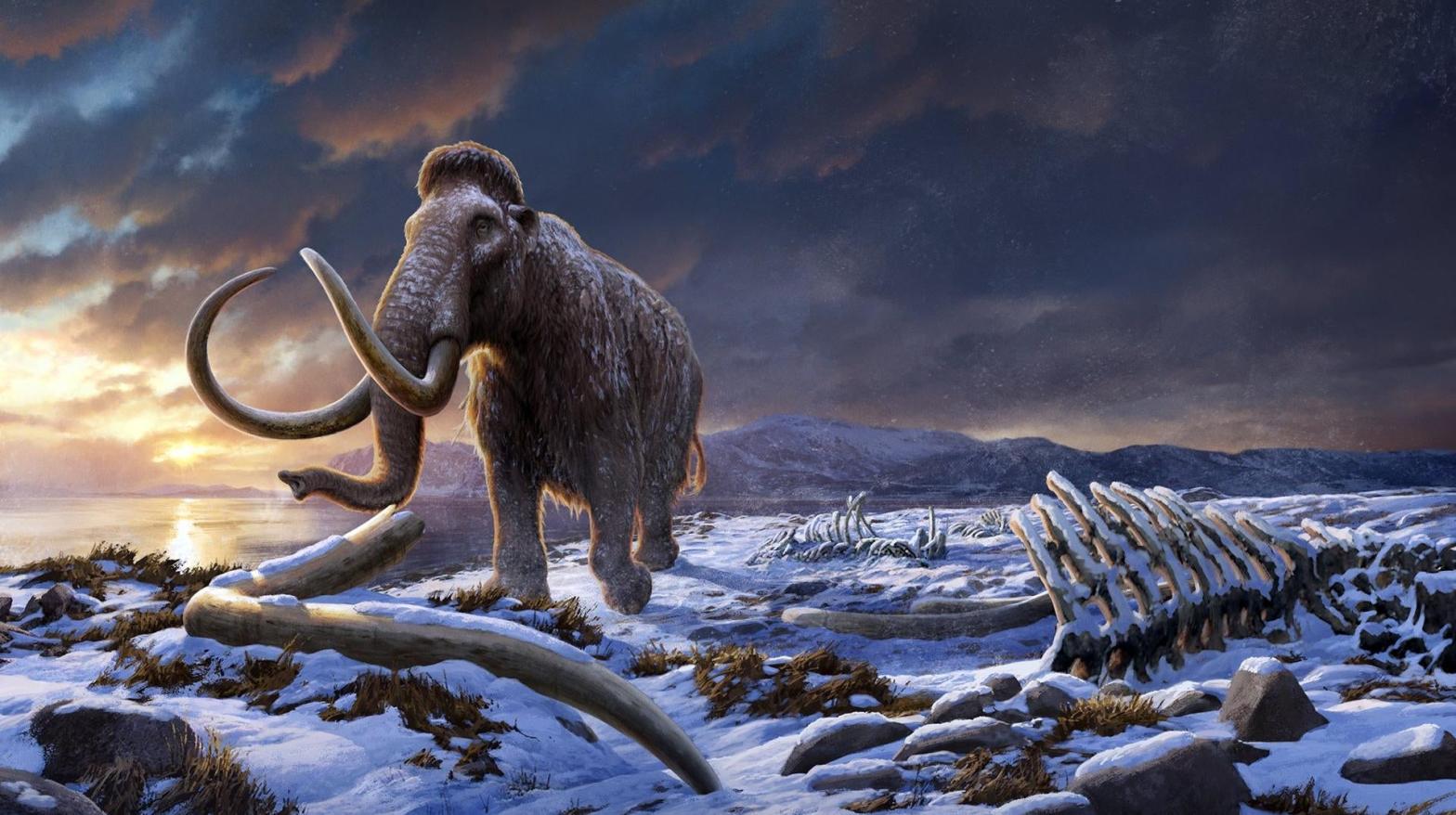New Research Casts Doubt on What Killed the Last Living Mammoth