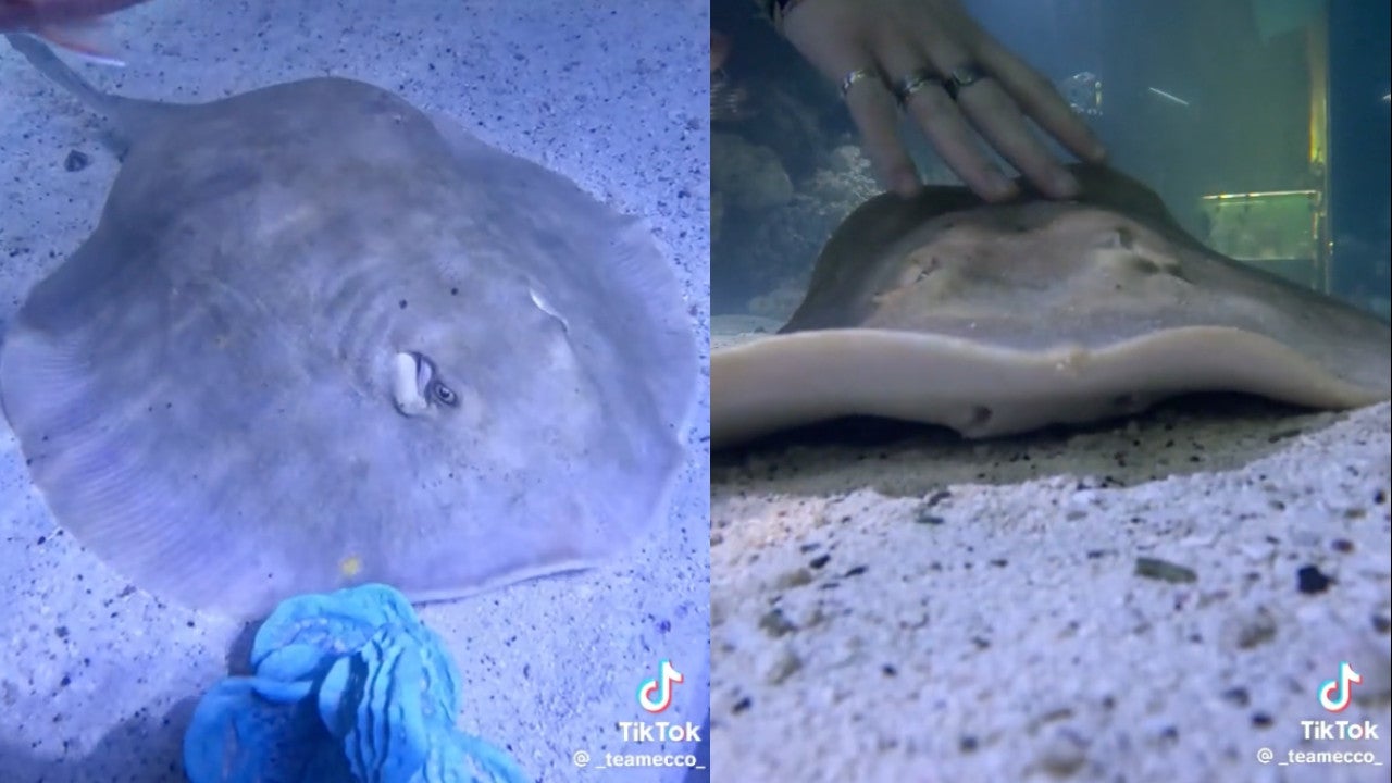 Stingray That Became Mysteriously Pregnant Now Has ‘Reproductive Disease’