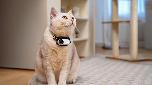 This Tiny GoPro-Like Camera Will Make Your Pets Into 4K Action Stars