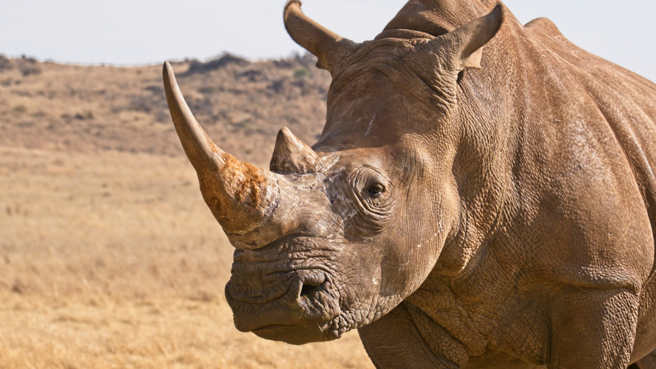 Scientists Inject Radioactive Material Into Live Rhino Horns Making Them Poisonous to Humans