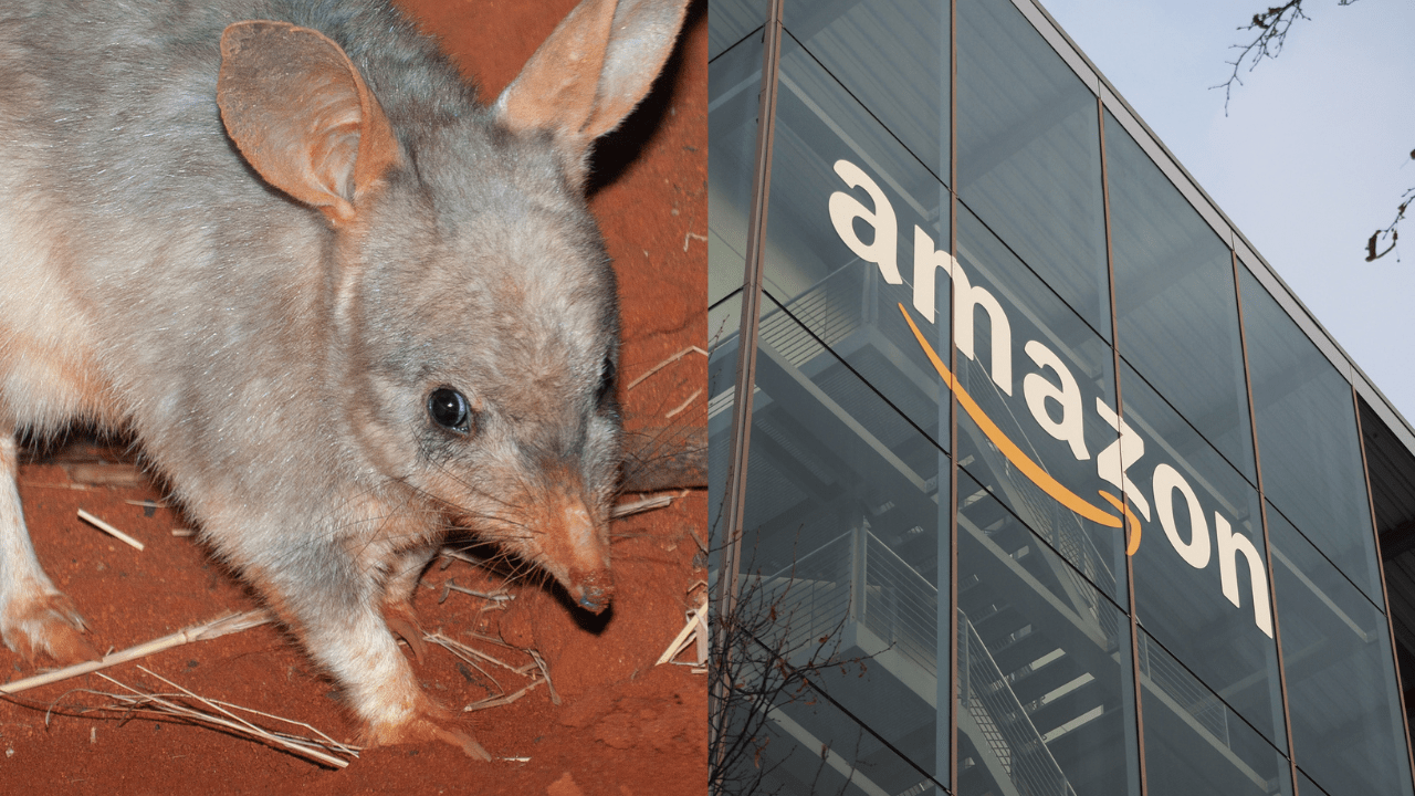 A Bilby Breakthrough: 5 Tech Things to Know in Australia Today